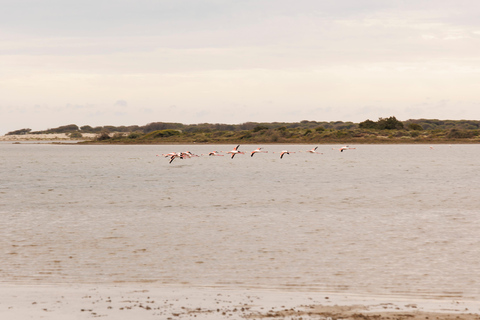 Aigues-Mortes 3H: Discover the secret Camargue in a 4x4 Full-Day