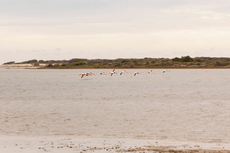 Aigues-Mortes 3H: Discover the secret Camargue in a 4x4 Full-Day