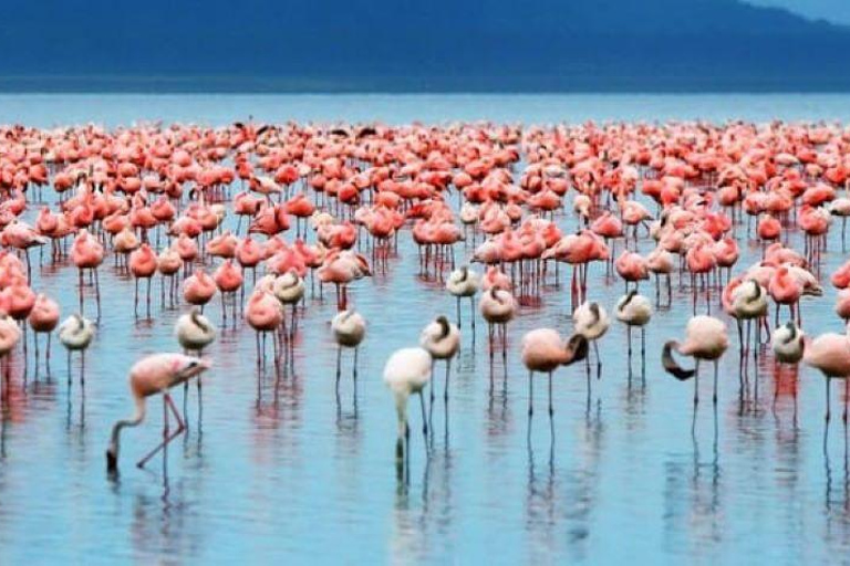 Nairobi: Lake Nakuru Small Group &amp; optional Boat Ride