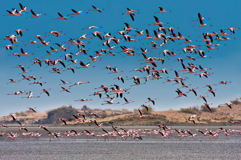 Escursione di 1 giorno sul Lago Natron