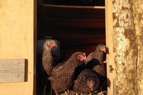 Trancoso: Tour ecologico della fattoria con degustazione
