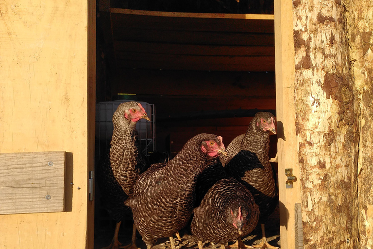 Trancoso: Tour ecologico della fattoria con degustazione