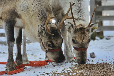 Rovaniemi: Self-drive Husky ride with a Reindeer Farm visit Rovaniemi: Self-drive Husky sleigh ride to a Reindeer Farm