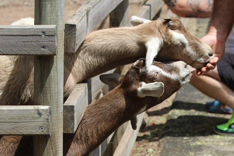 From Brisbane: White Ridge Farm - Animal Farm