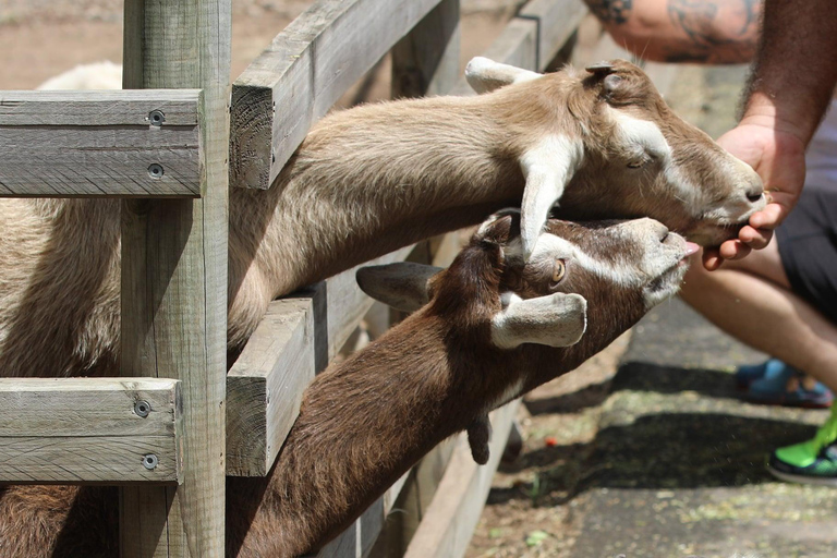 From Brisbane: White Ridge Farm - Animal Farm