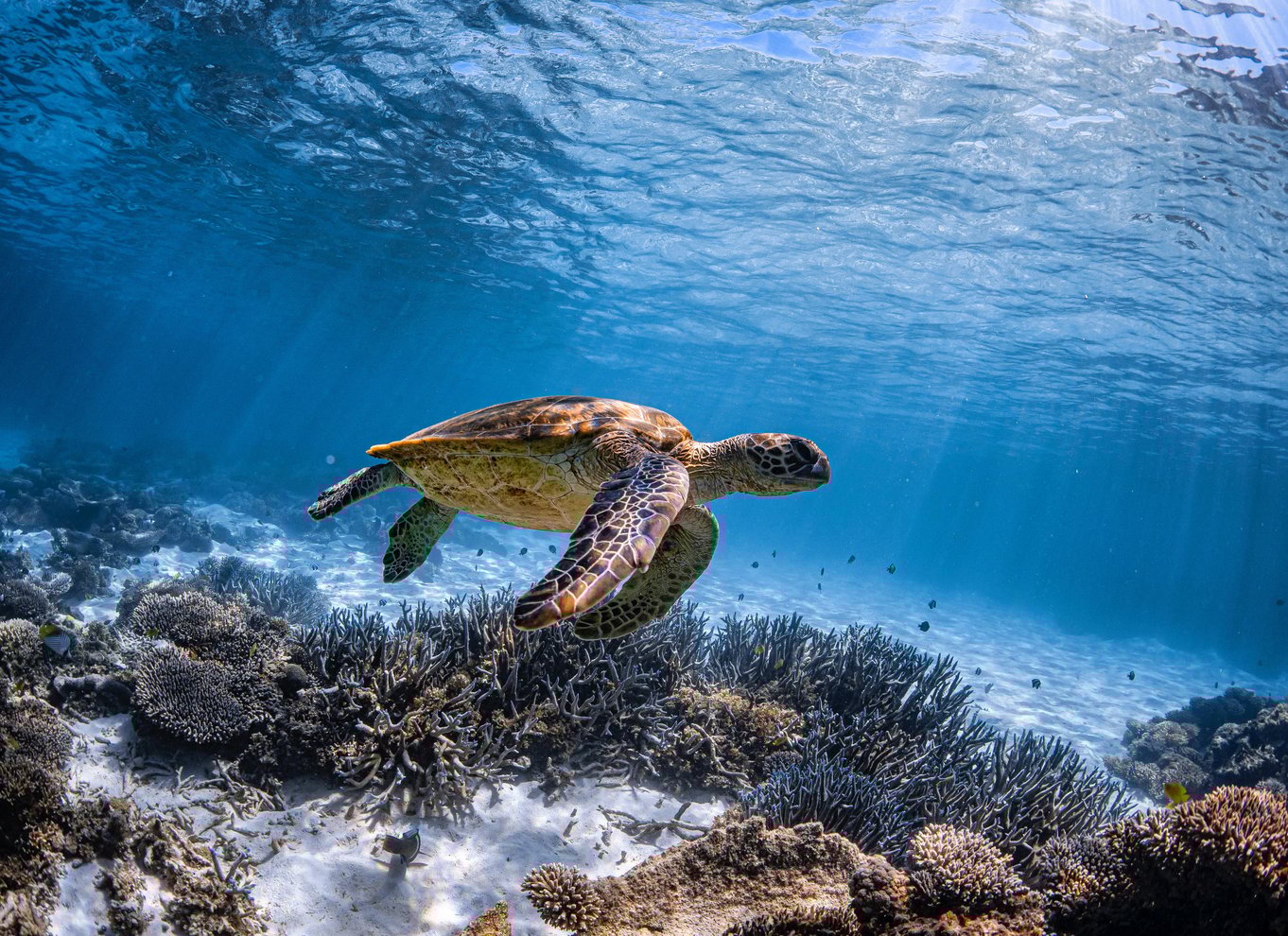 Coral Bay: Marine Eco Safari - Svøm med Manta Rays