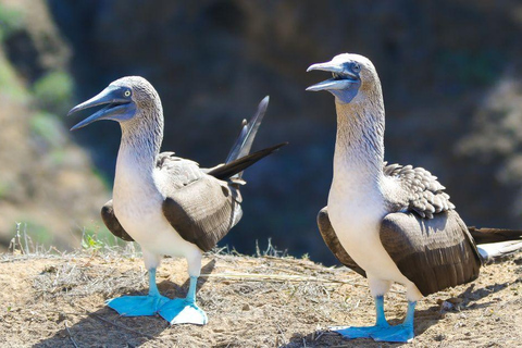 San Cristobal: Punta Pitt Sightseeing Tour with Snorkeling and Galapagos Birds San Cristóbal: Punta Pitt Sightseeing Tour with Snorkeling and Galapagos Birds