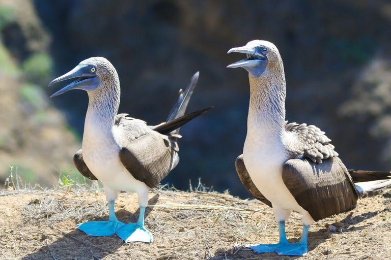 San Cristobal: Punta Pitt Sightseeing Tour with Snorkeling and Galapagos Birds San Cristóbal: Punta Pitt Sightseeing Tour with Snorkeling and Galapagos Birds