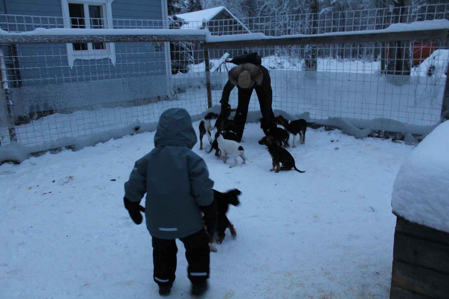 퓌하퉁투리: 농장 체험까지 포함된 허스키 사파리