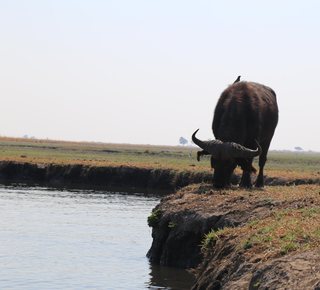 Excursions à la journée depuis Victoria Falls (ville)