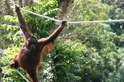 Bali Zoo: Breakfast with Observe Orangutans & Elephant Care Elephant Care & Guided Breakfast with Orangutan (Transfers)
