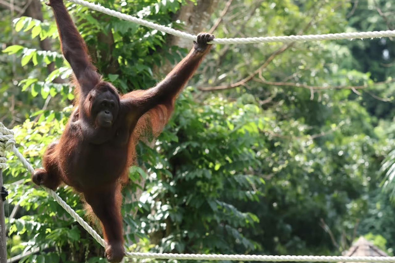 Bali Zoo: Breakfast with Observe Orangutans & Elephant Care Elephant Care & Guided Breakfast with Orangutan (Transfers)