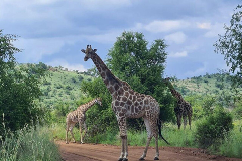 Mombasa: Tsavo West National Park Overnight Safari Trip