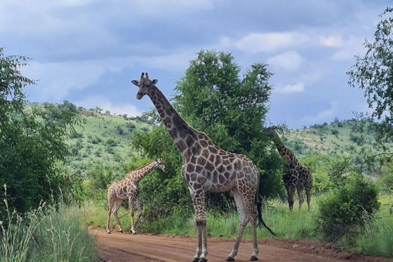 Mombasa: Tsavo West National Park Overnight Safari Trip