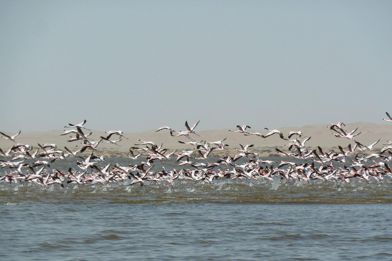 Parque Nacional de Etosha e excursão a Swakopmund