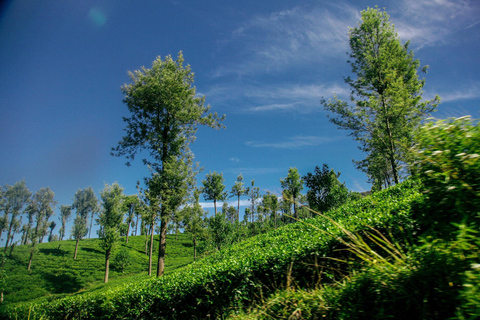 8-Day Sri Lanka Private Tour with Hotels, Train Ride &Safari