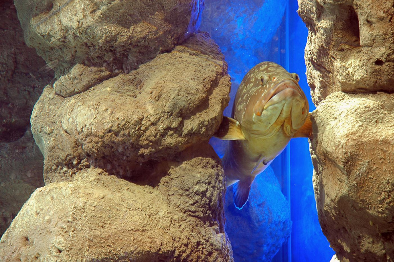 Au départ de Réthymnon : visite privée du parc Dinosauria et du CretaquariumDe Rethymno, Adele, Pigianos Kampos, Platanias et Missiria