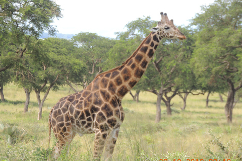 6 Days Uganda Primate & Big Game Safari Experience