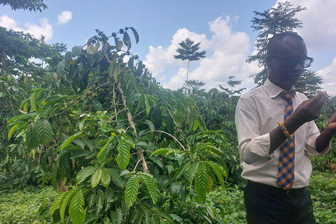Accra: tour della piantagione di cacao e della fabbrica di cioccolato con pick-upAccra: tour di una piantagione di cacao e di una fabbrica di cioccolato con servizio di trasferimen