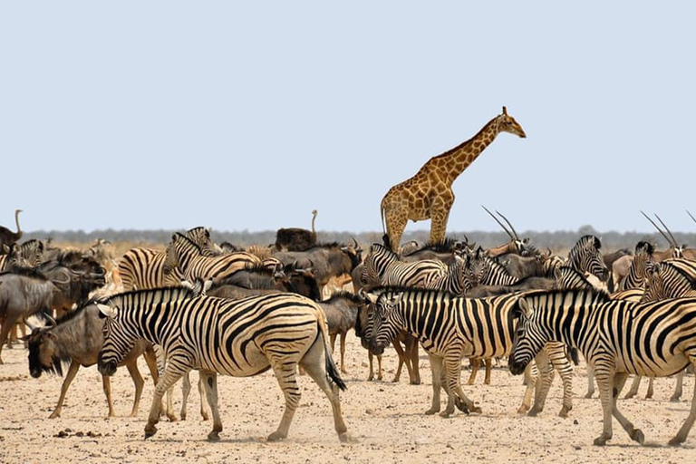 Arusha: Safari Migratorio de 6 días por el Parque Nacional del Serengeti