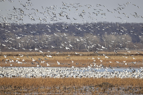 سانت جوزيف: جولة تصوير طيور النسر المائية في ميسوري