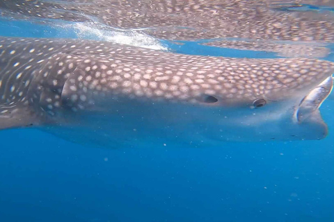 CEBU: Observação de tubarões-baleia + Sumilon Sand Bar + Cataratas de Tumalog