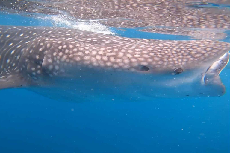 CEBU: Osservazione degli squali balena + Sumilon Sand Bar + Cascate di Tumalog