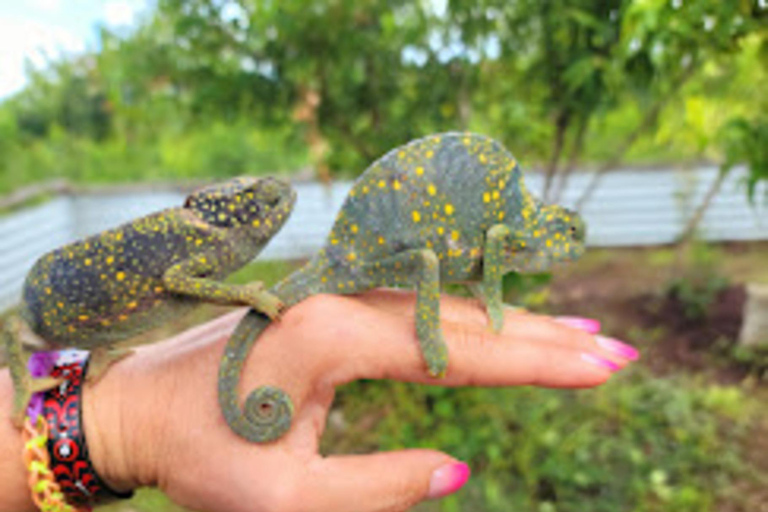 Zanzibar: Jozani forest, Butterfly & Tortoise sanctuary tour Tour with Hotel pickup & drop-off included