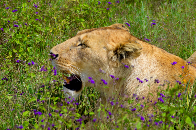 Arusha: Ngorongoro Crater Full-Day Safari Ngorongoro Crater: Full Day Safari