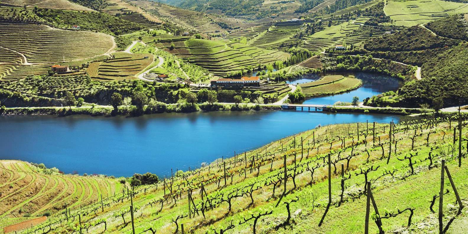 Douro Valley Small Group: 2 Wineries, Lunch & River Cruise