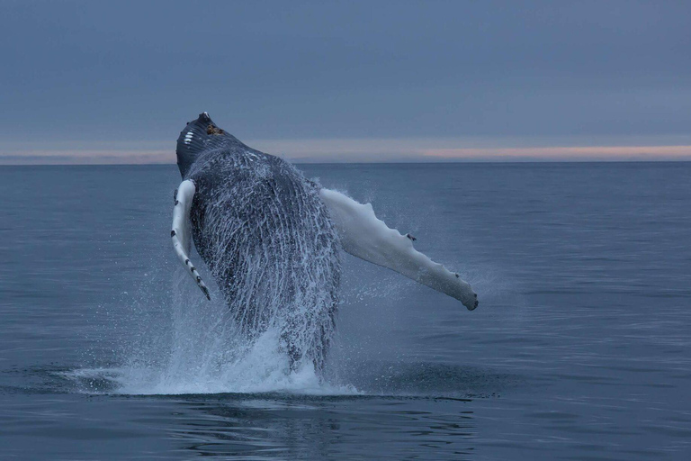 Private: Samaná Whale Sanctuary Cayo Levantado Yacht Charter
