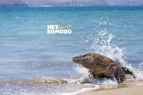 Komodo Tour : Gedeelde dagtrip 6 plaatsen met speedbootKomodo Tour : Gedeelde reis 6 plekken met speedboot + lunch