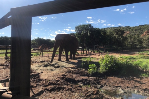 Wycieczka do Sanktuarium Słoni z Johannesburga