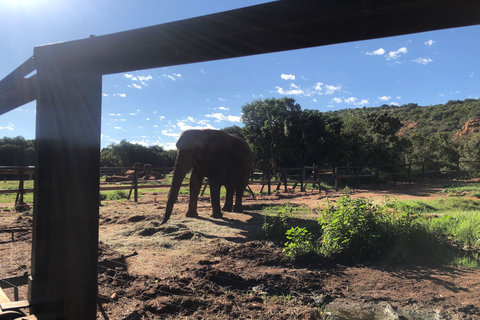 Elephant Sanctuary Tour from Johannesburg