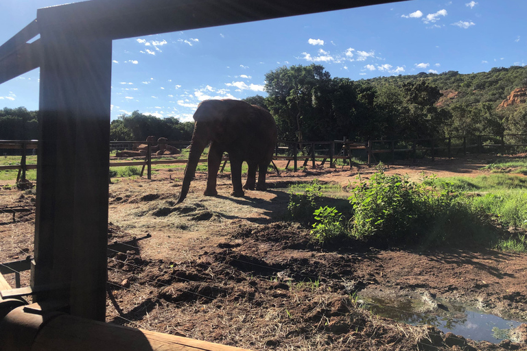 Elephant Sanctuary Tour from Johannesburg