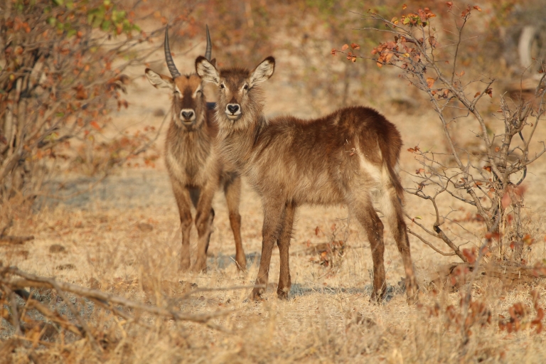 Safari privado por la naturaleza en el Parque Nacional de Hwange