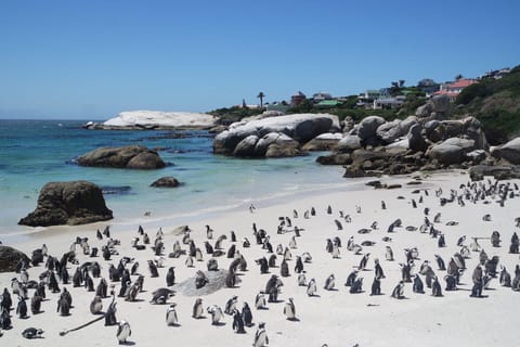 Private Day Tour Cape Point, Cape Of Good Hope & Penguins.