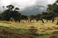Funchal, Fanal Forest Roundtrip Transfer - Housity