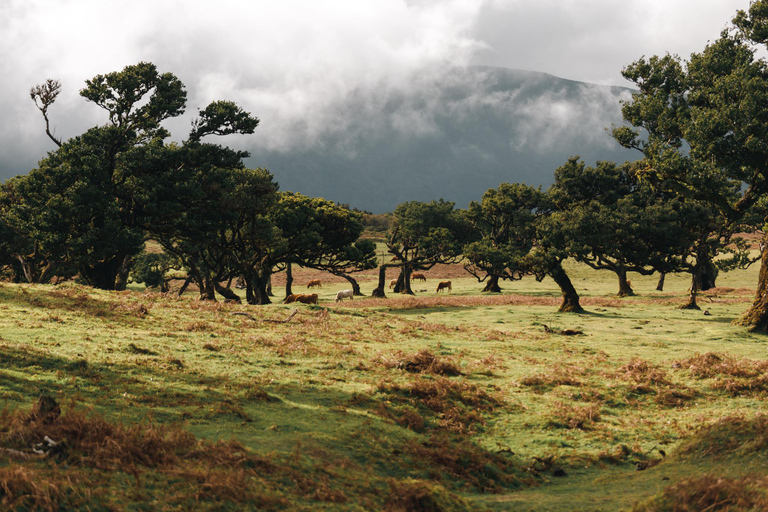 Funchal: Fanal Forest Roundtrip Transfer