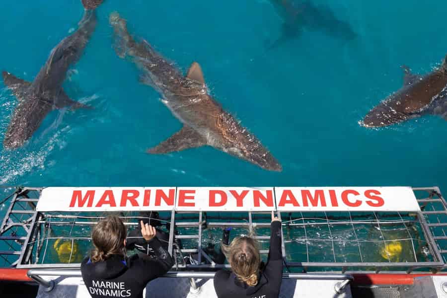 Kapstadt: Umweltfreundliche Haikäfig-Tauchfahrt in Gansbaai. Foto: GetYourGuide
