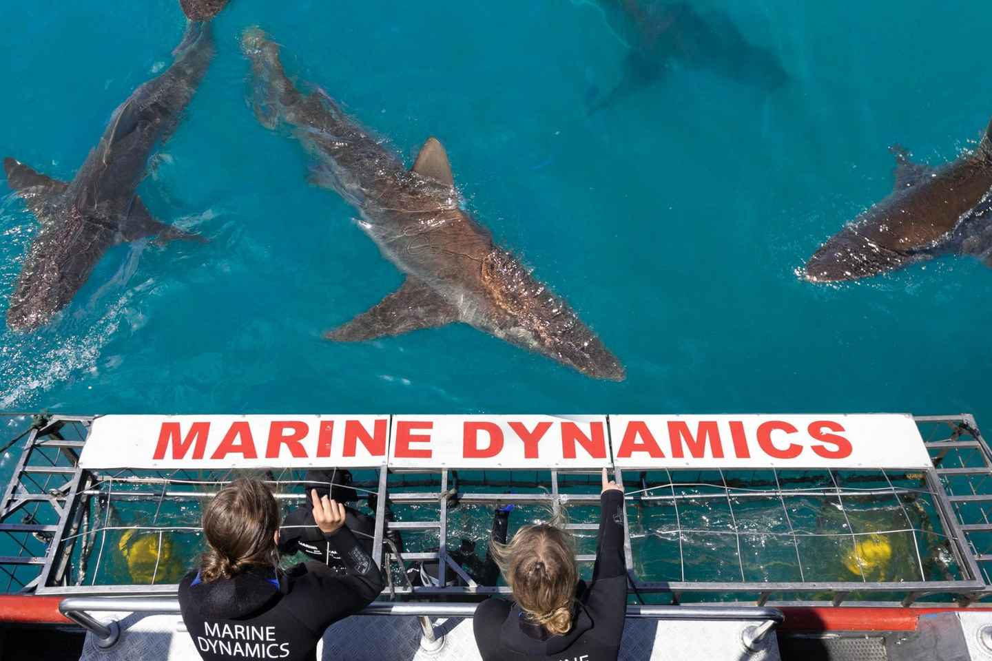 experience the thrill of shark cage diving in gansbaai