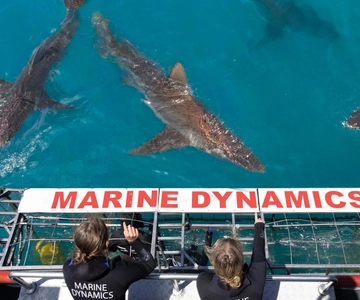 Cape Town: Gansbaai Eco-Friendly Shark Cage Diving Cruise