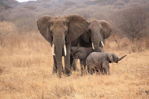 8-Day Group budget Safari Through Kenya and Tanzania