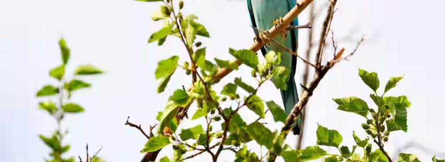 Puri : excursion en bateau sur le lac Chilika avec observation de dauphins