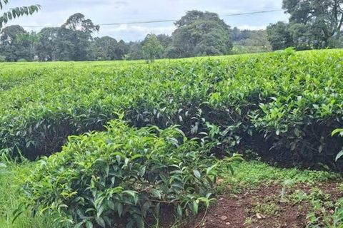 Kiambethu Tea Farm Tour with Lunch
