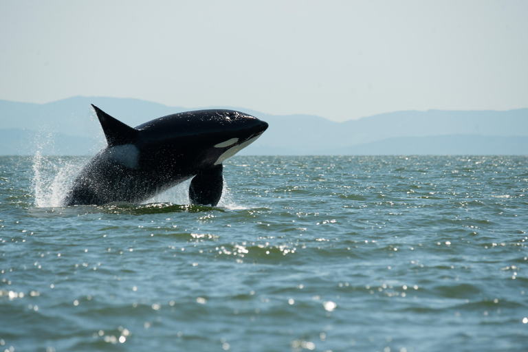 Vancouver: Open-air Whale Watching Tour, Granville Island