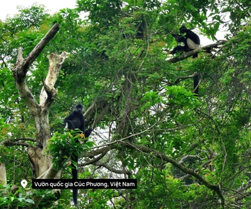 From Ninh Binh Small Group Discover Cuc Phuong National Park