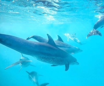 Mnemba Island: DOLPHIN SWIM & SNORKELING Adventure & Pickups
