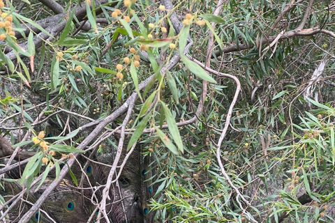 Vanuit Adelaide: Knuffel een Koala en historische Hahndorf Tour