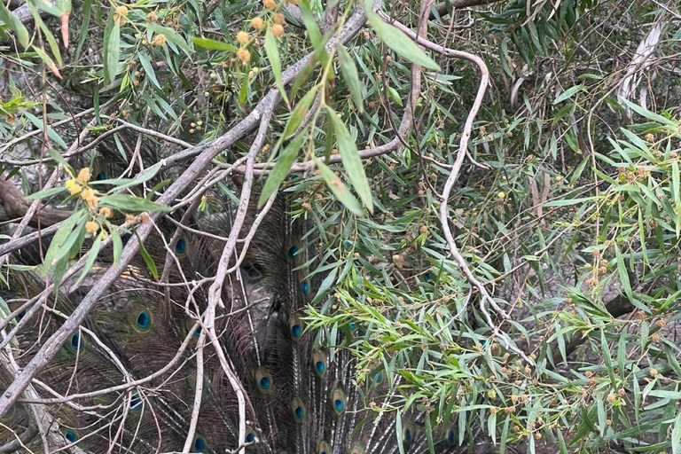 Vanuit Adelaide: Knuffel een Koala en historische Hahndorf Tour